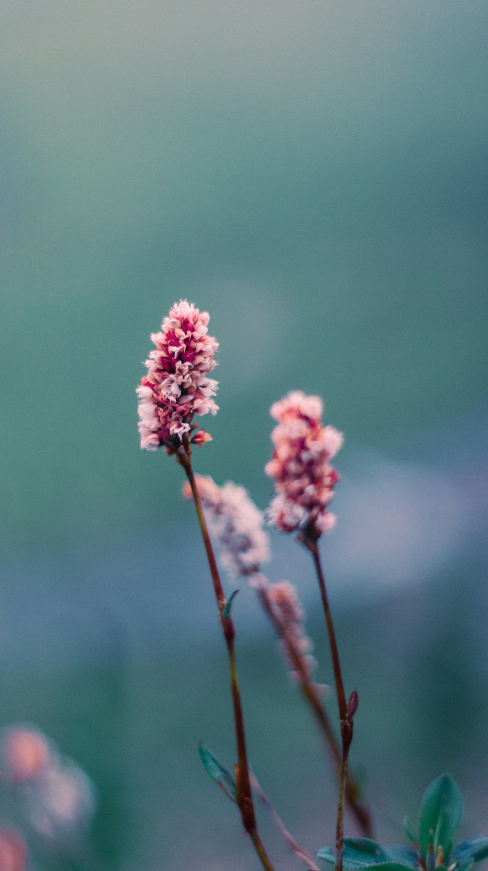 pink flower in tilt shift lens