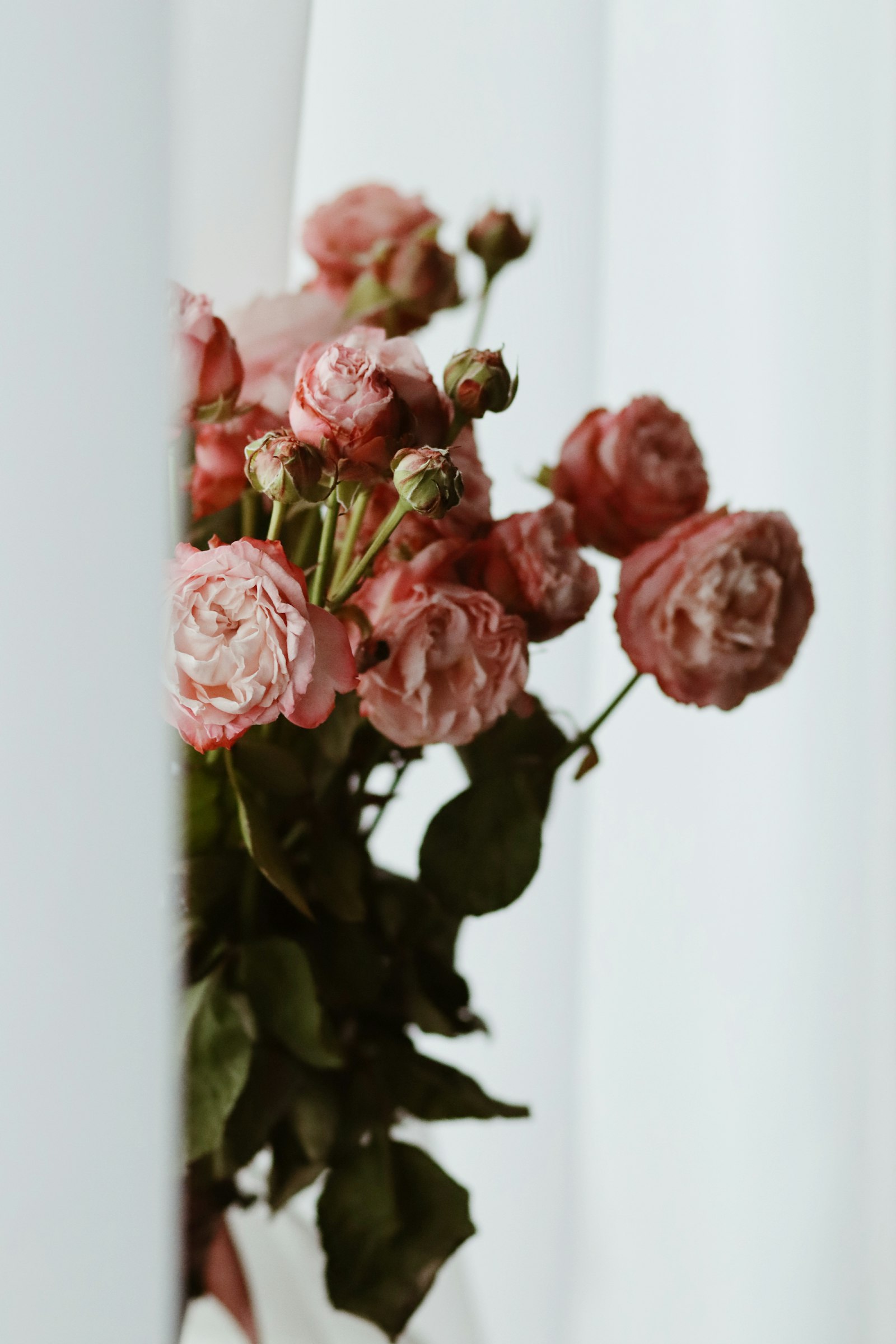 Canon EOS M50 (EOS Kiss M) + Canon EF 85mm F1.8 USM sample photo. Pink roses in close photography