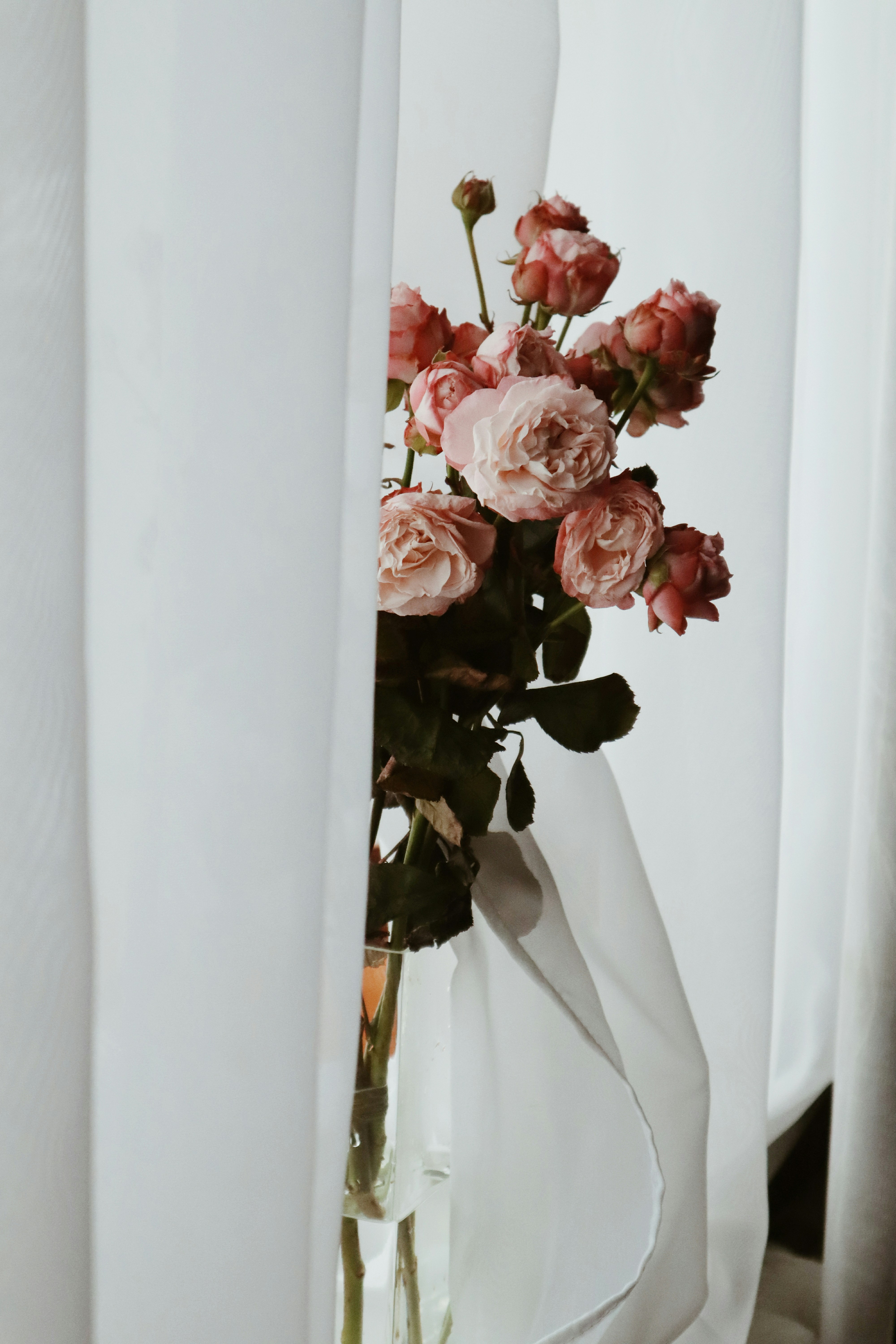 Red And White Flowers Decor Photo Free Plant Image On Unsplash