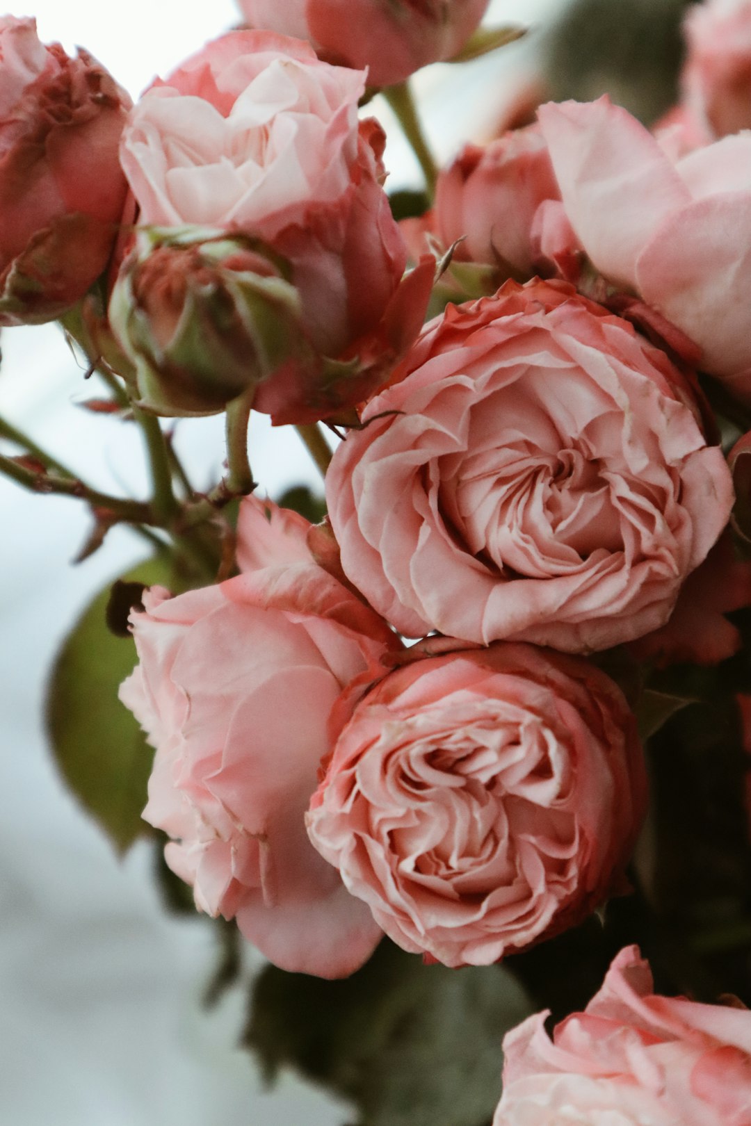 pink roses in close up photography