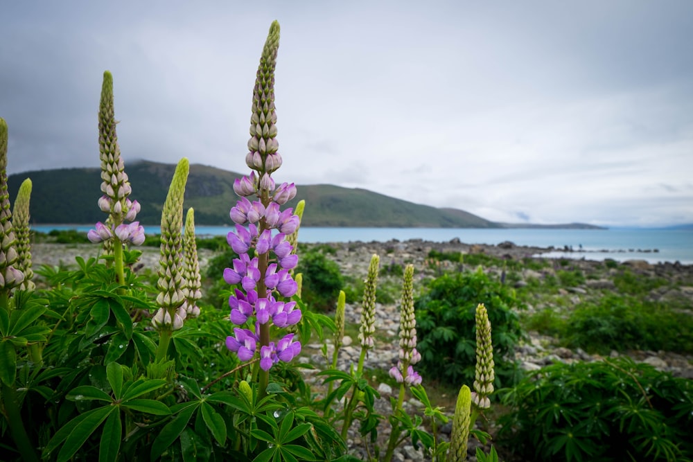 purple flowers with green leaves