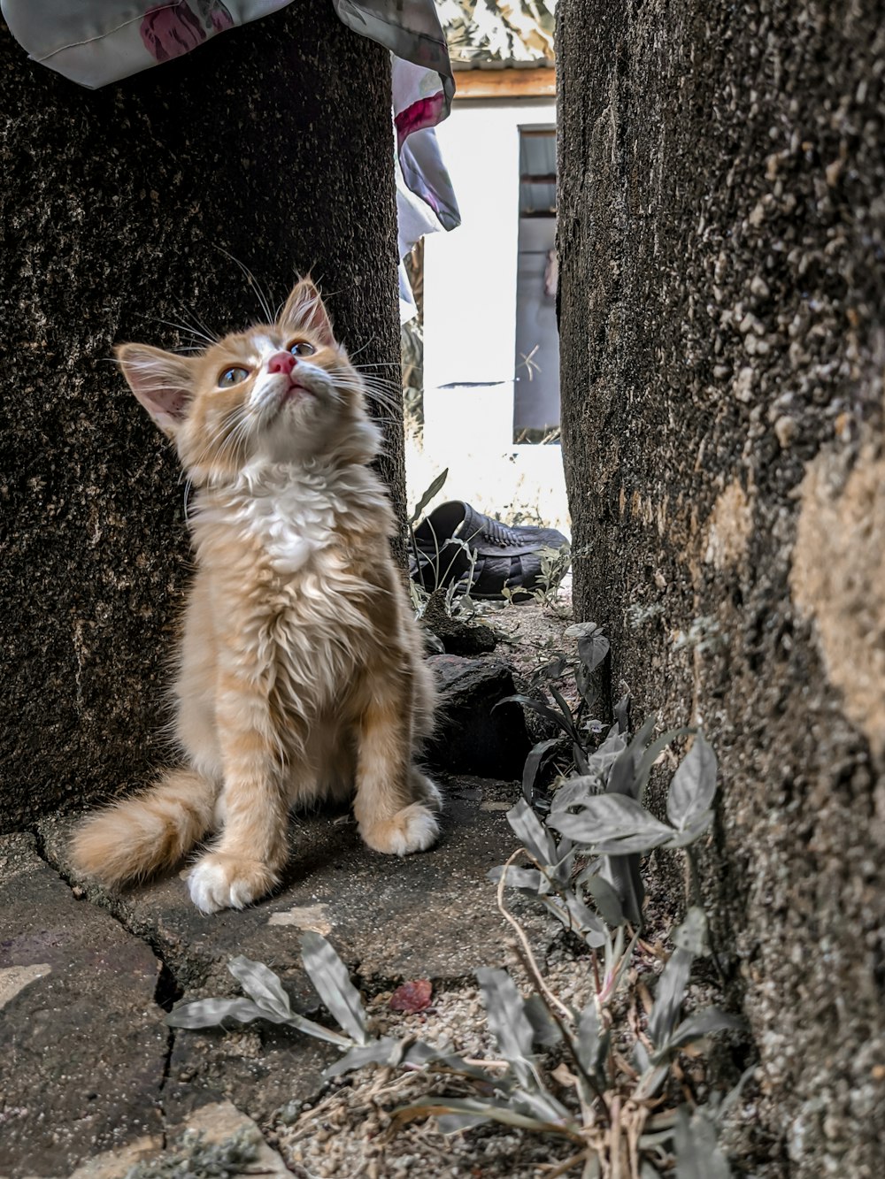 orange tabby cat on gray concrete floor