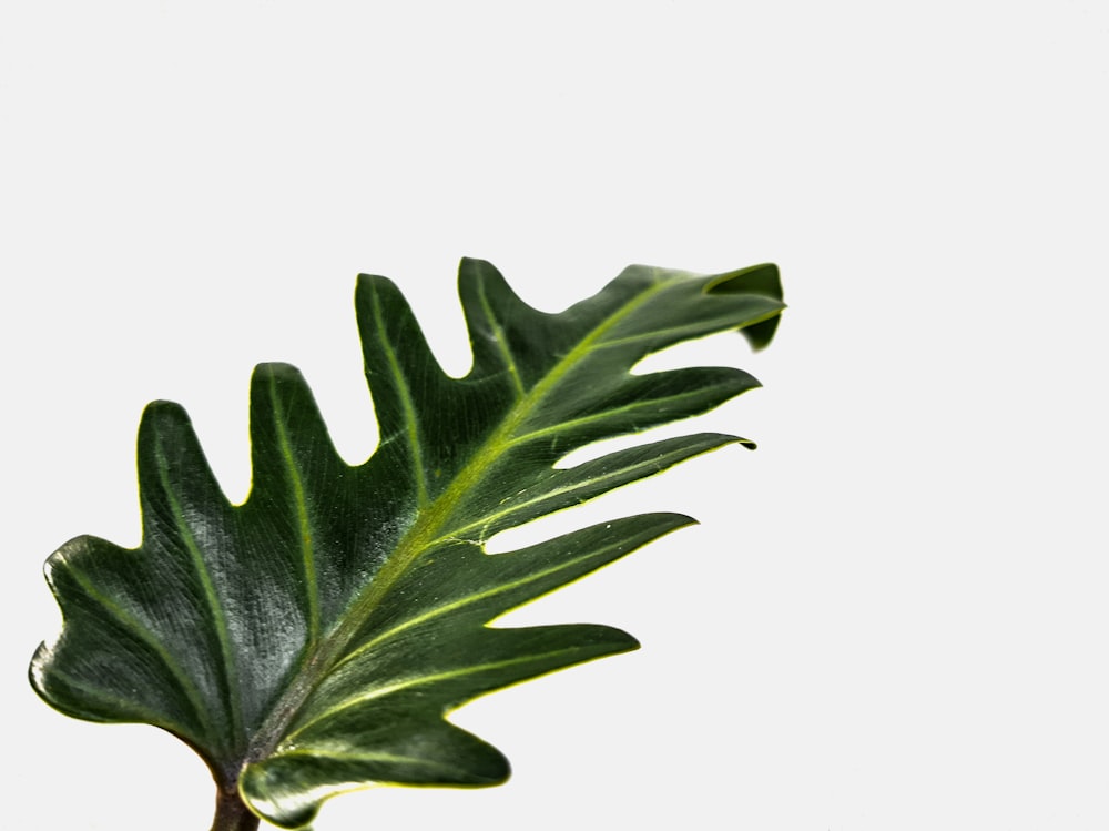 green leaf with white background