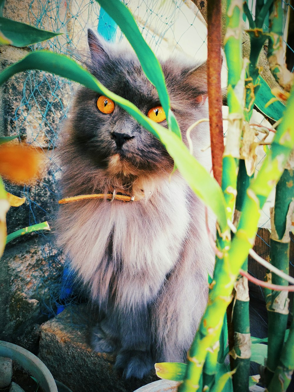 chat à longue fourrure blanc et gris sur une branche d’arbre brune