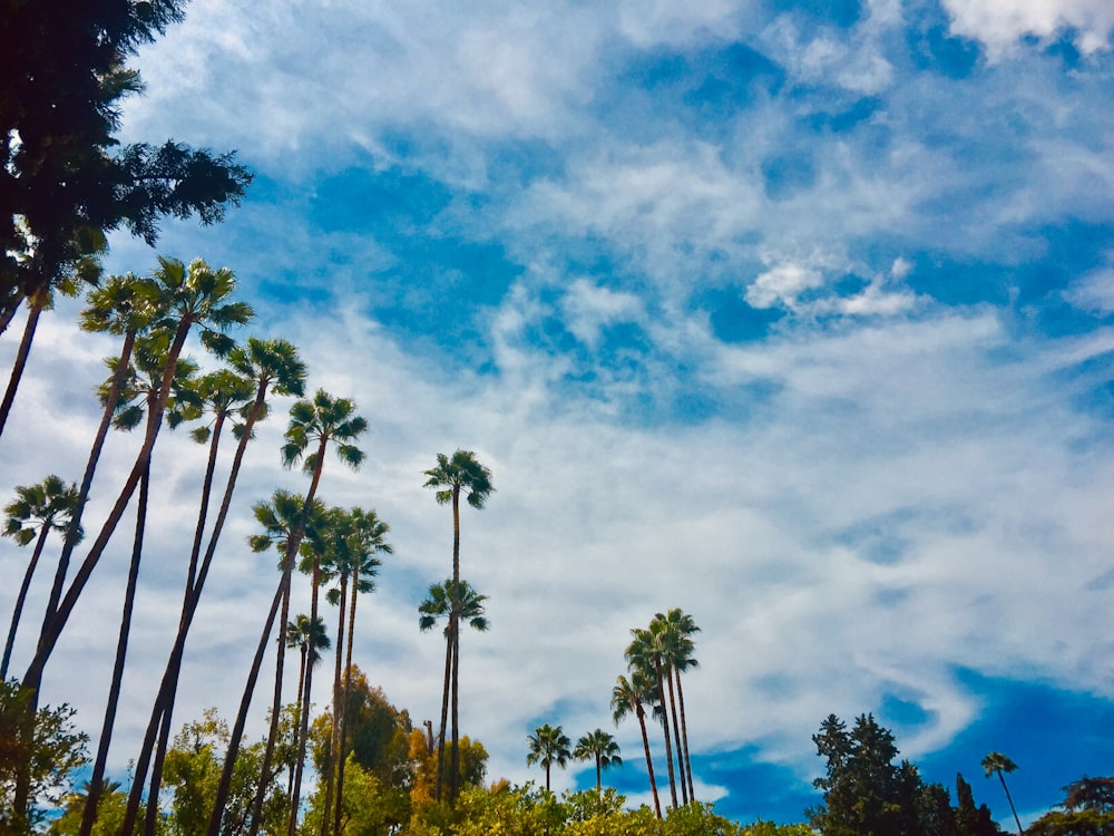 green palm trees under blue sky and white clouds during daytime