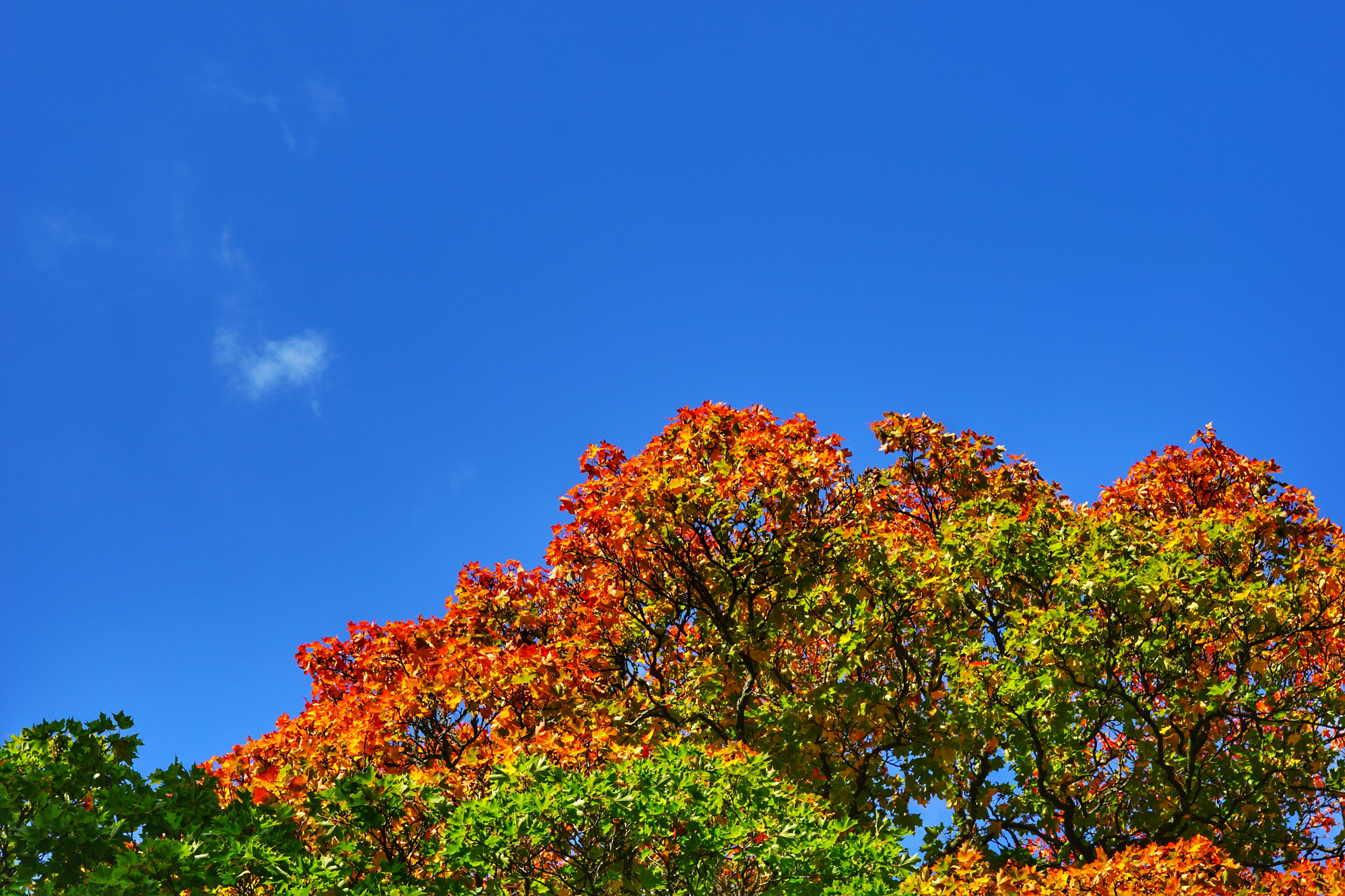 Autumn Leaves in Djurgården