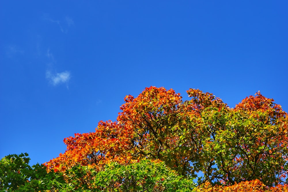 낮에는 푸른 하늘 아래 주황색과 녹색 잎 나무