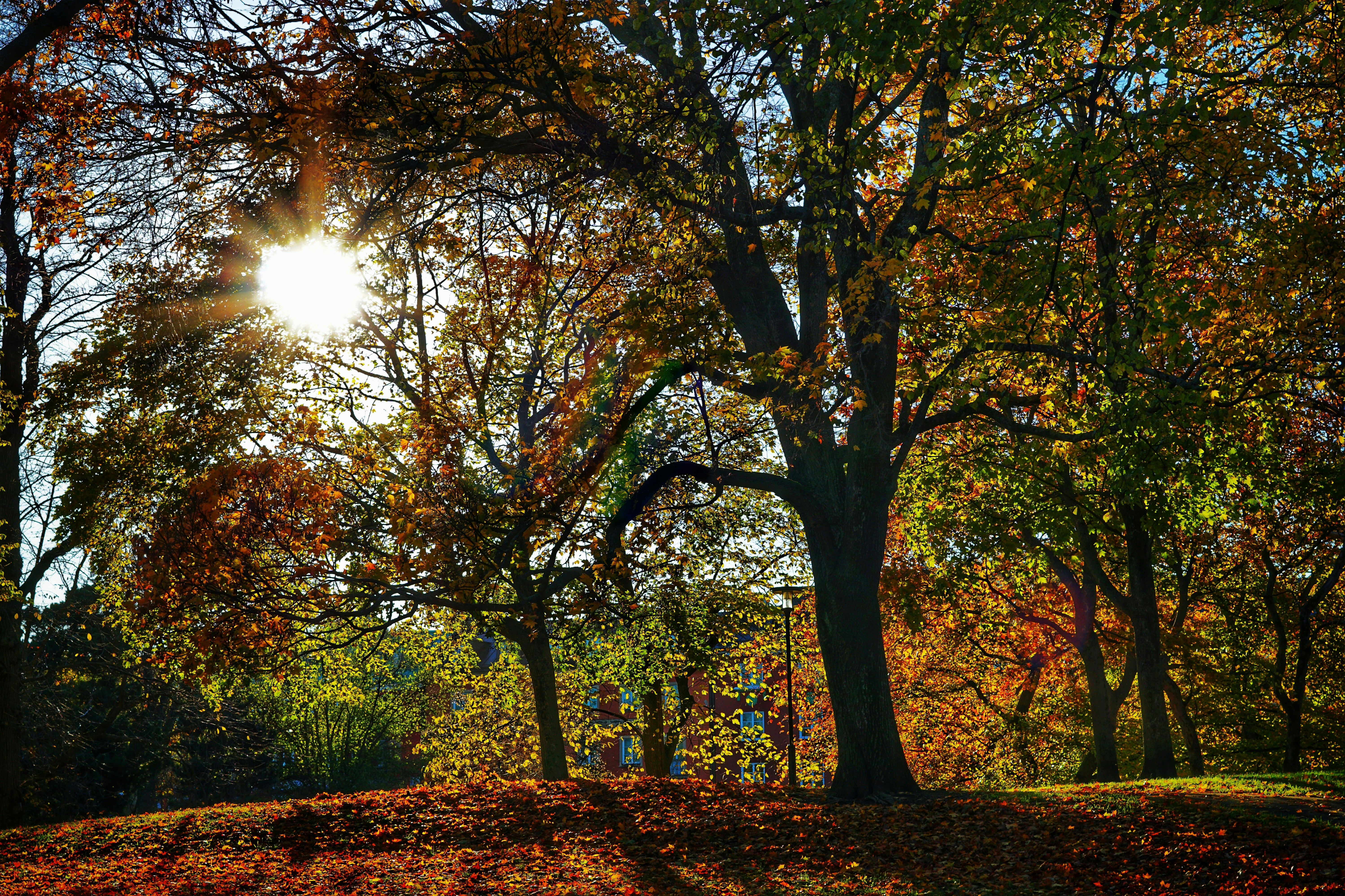 Photo by roberteklund