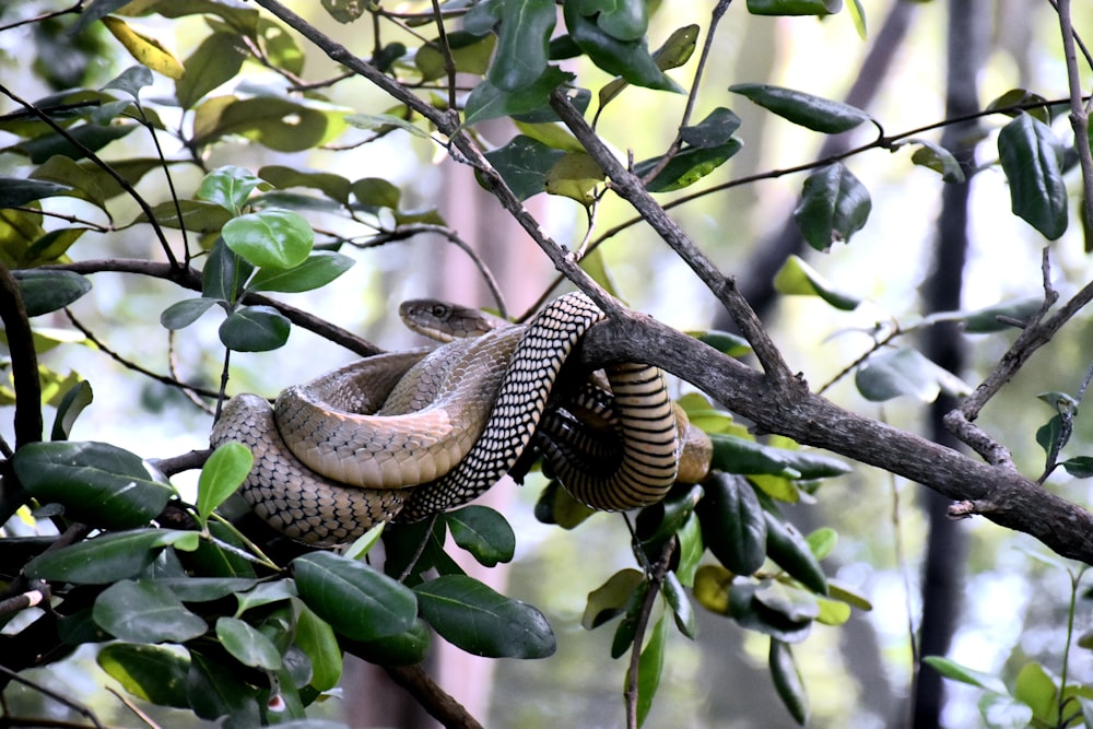 black and white snake on green tree