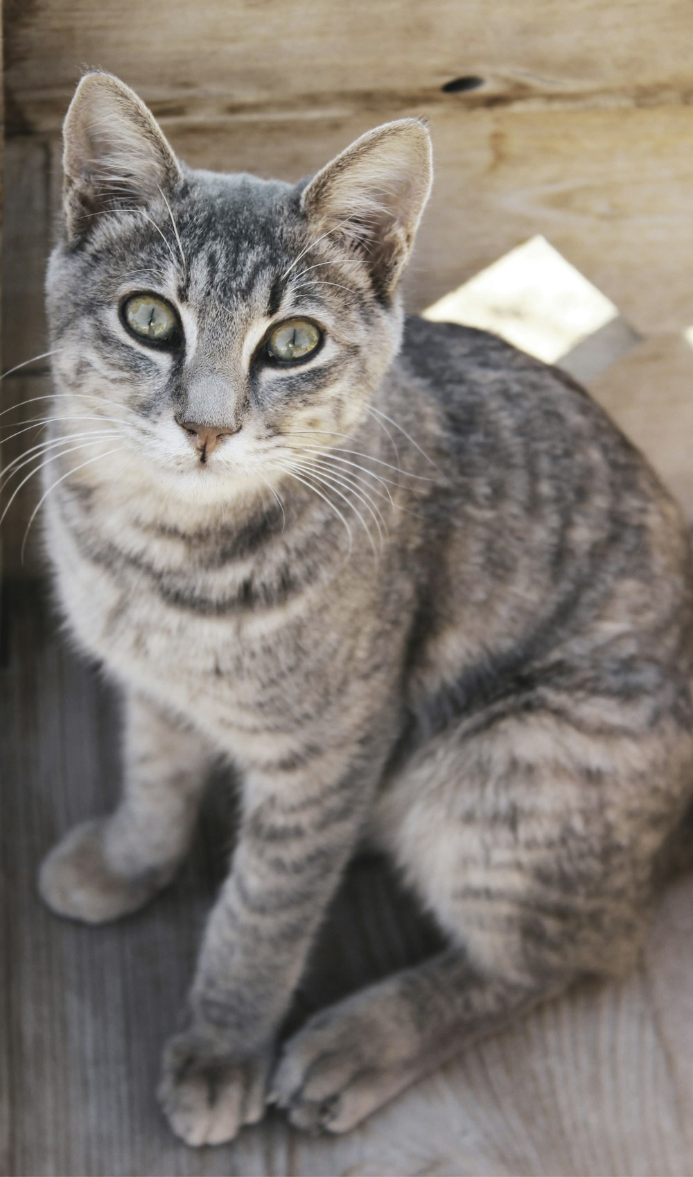 brown tabby cat on brown wooden table