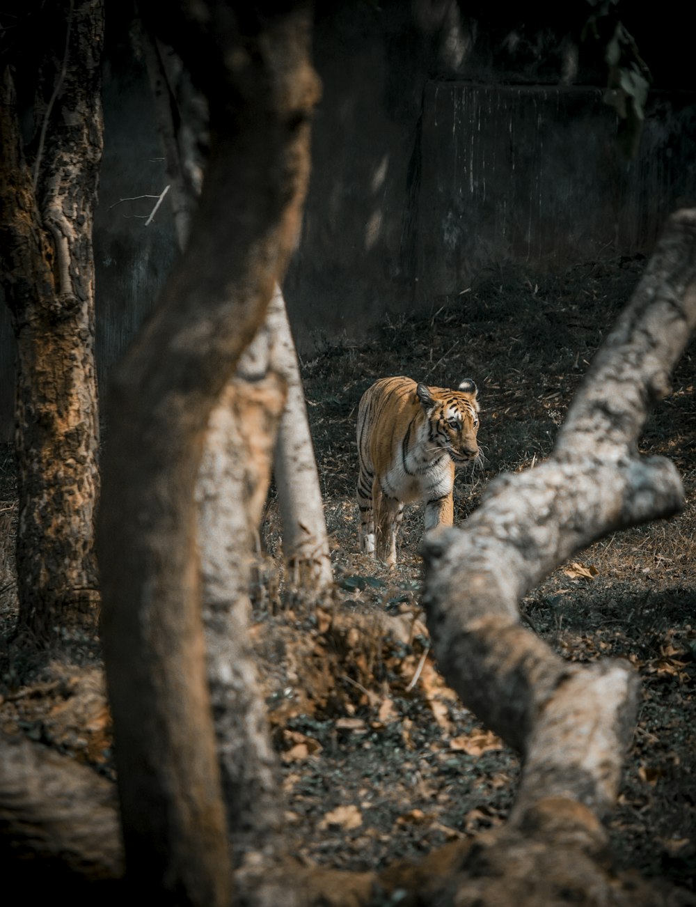 brown and white tiger on brown ground