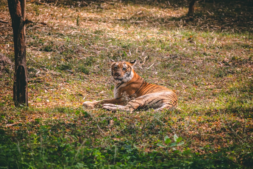 Tigre marrón y negro acostado en la hierba verde durante el día