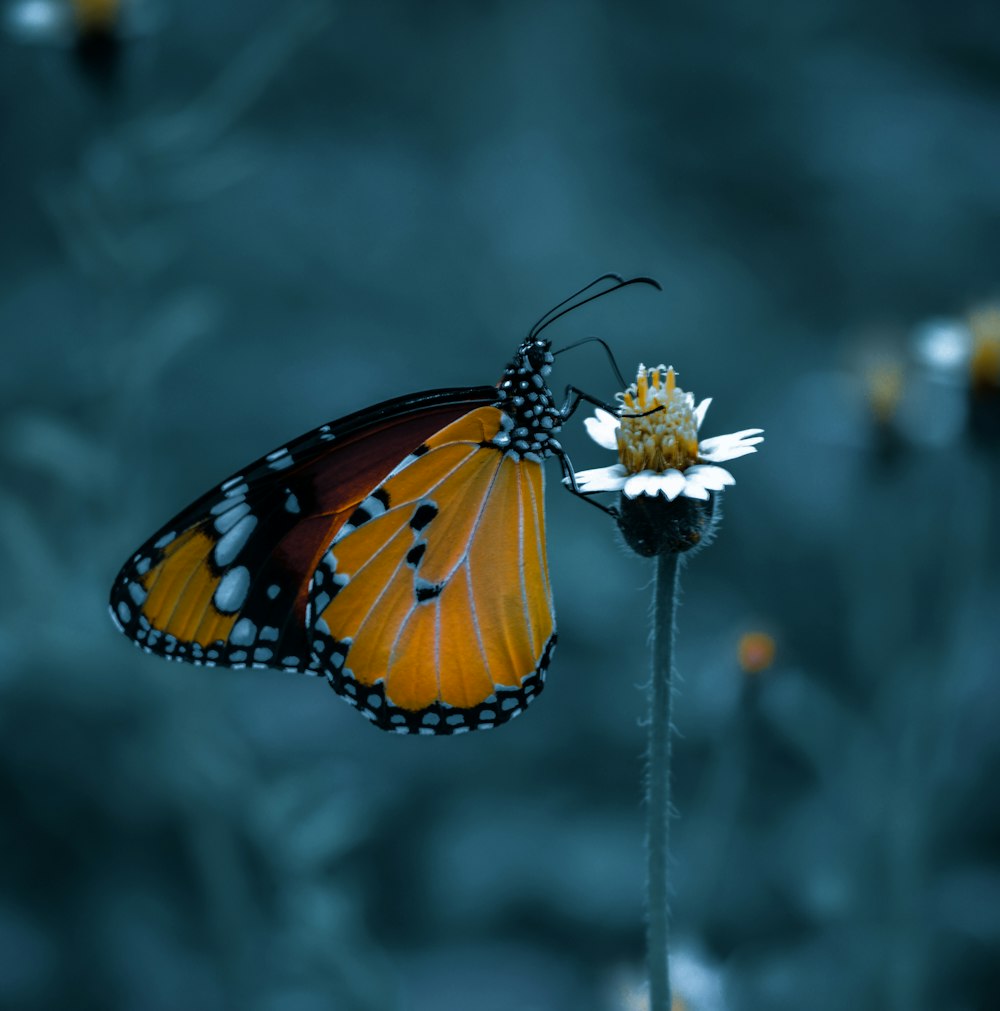 Mariposa monarca posada en flor blanca en fotografía de primer plano durante el día
