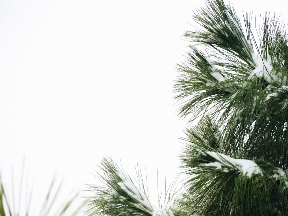 green palm tree under white sky