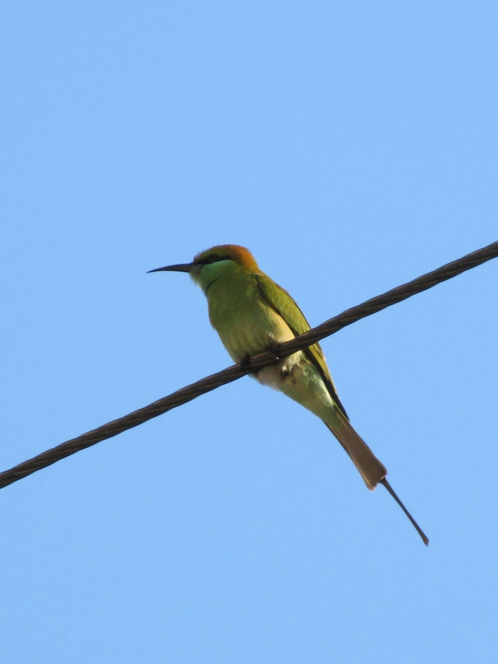 green and brown bird on brown wire during daytime