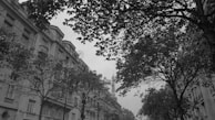 A black and white photograph featuring an urban street scene with tall buildings on either side, partially obscured by dense tree branches. The architecture includes classic facades with balconies and ornate details. Trees arch overhead, framing the composition and creating a canopy effect.