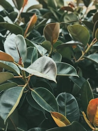 A dense arrangement of rubber plant leaves varying in shades of green and brown. Some leaves exhibit droplets of water, indicating a recent rain. The leaves are broad and glossy, with a few showcasing a reddish tint.