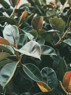 A dense arrangement of rubber plant leaves varying in shades of green and brown. Some leaves exhibit droplets of water, indicating a recent rain. The leaves are broad and glossy, with a few showcasing a reddish tint.