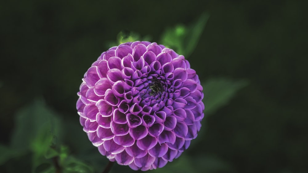 purple flower in macro shot