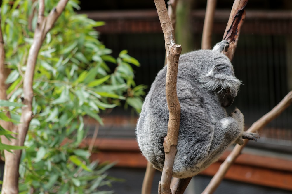 koala on brown tree branch during daytime