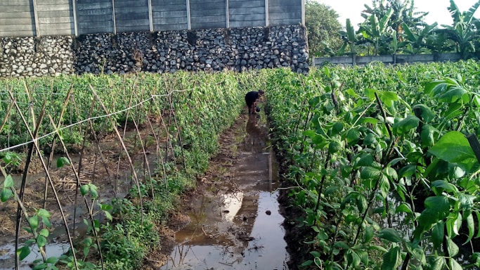 A seasoned gardener tending to a lush vegetable garden surrounded by natural wooden structures.