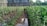 A lush vegetable garden with neatly arranged green plants supported by wooden sticks. A person is tending to the plants in the middle of the garden. The ground appears wet, with water reflecting part of the plants and a stone wall in the background.
