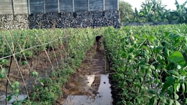 A lush vegetable garden with neatly arranged green plants supported by wooden sticks. A person is tending to the plants in the middle of the garden. The ground appears wet, with water reflecting part of the plants and a stone wall in the background.