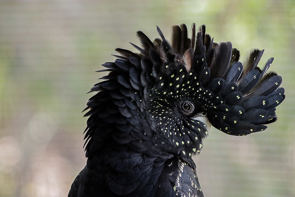 black bird in close up photography