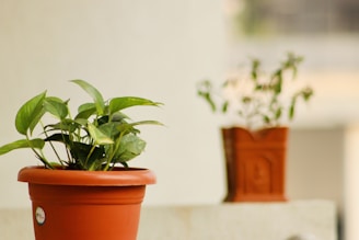 Close-up of a terracotta pot holding a lush green fern against a soft beige background.