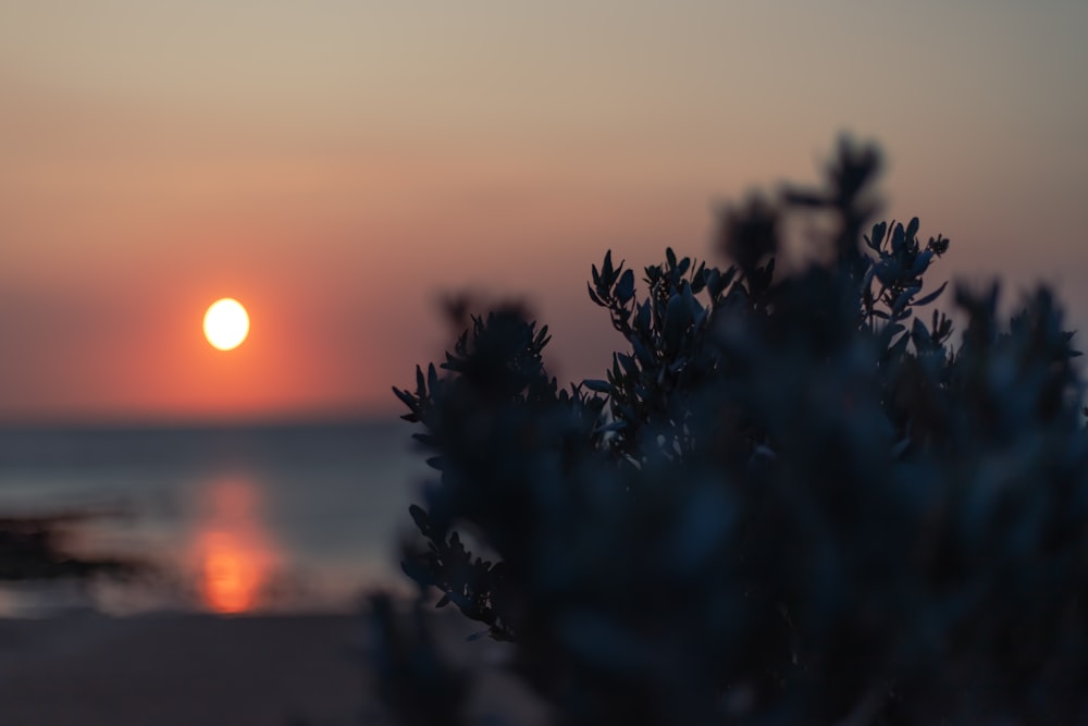 silhouette of plant during sunset