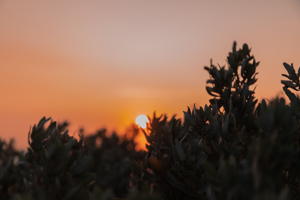 green plant during golden hour