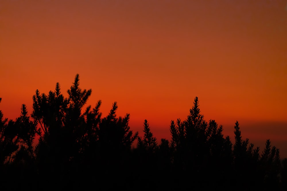 silhouette of trees during sunset