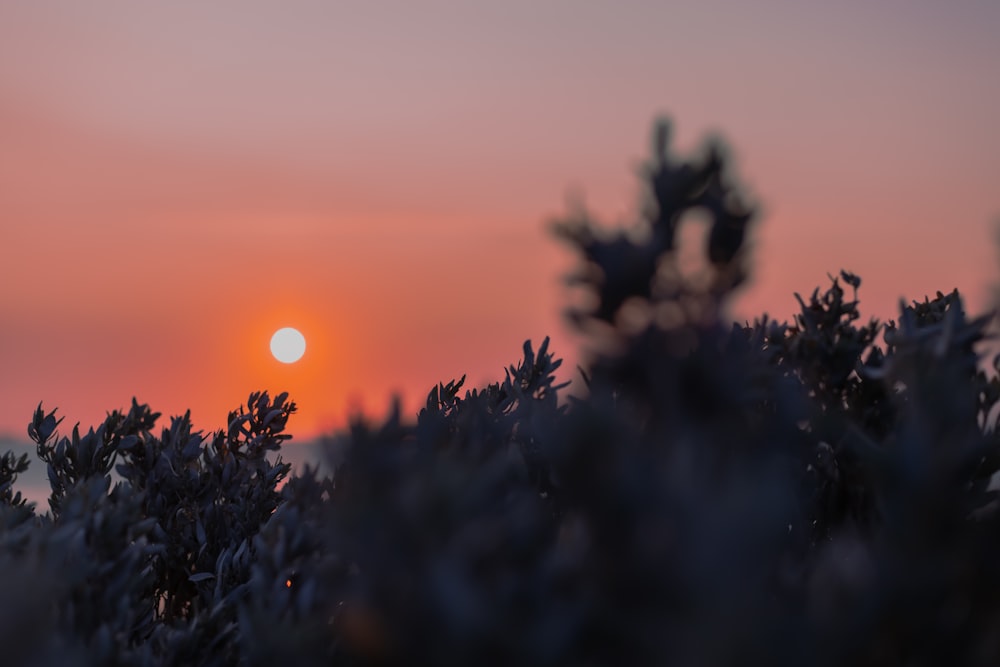 silhouette of trees during sunset