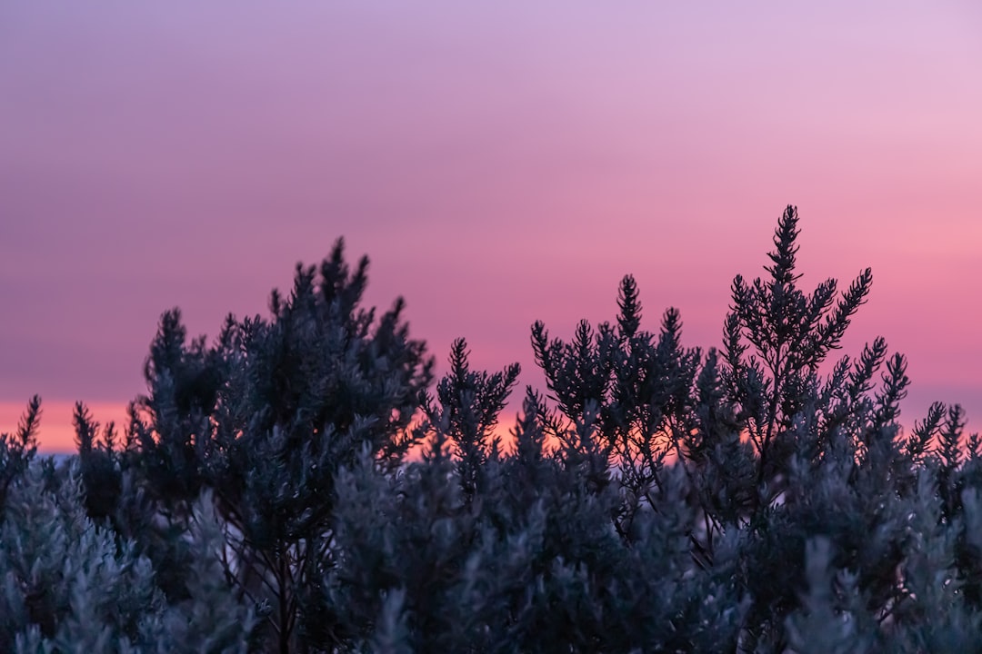 green pine tree during daytime