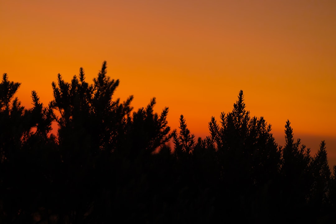 silhouette of trees during sunset