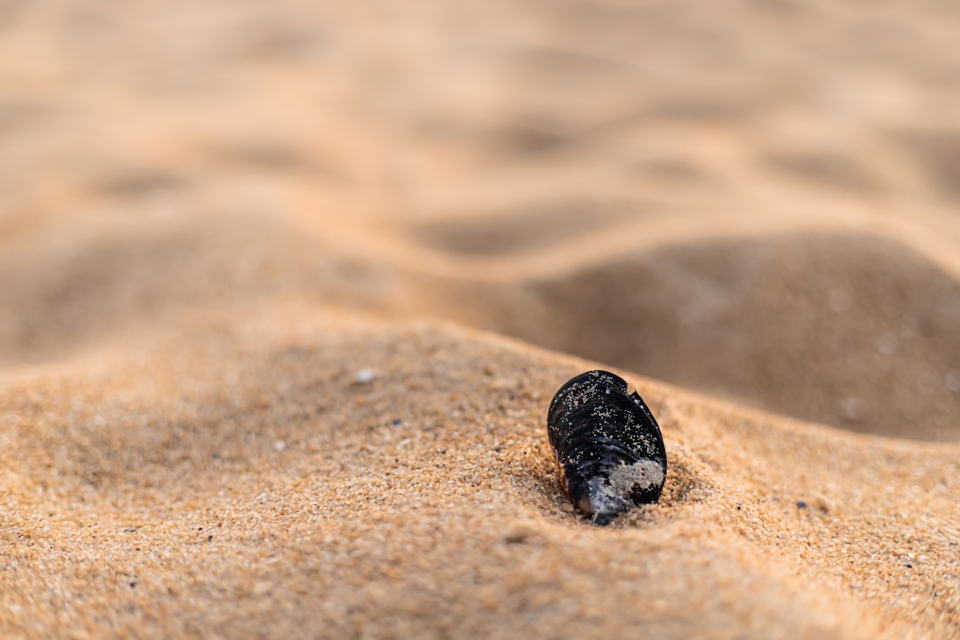 black stone on brown sand