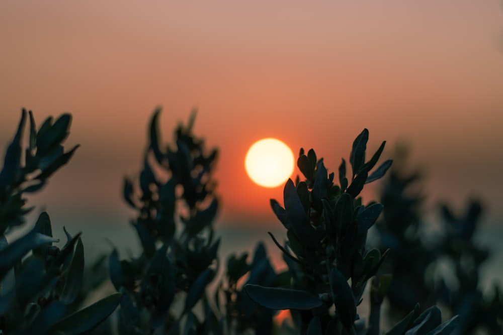 green plant during golden hour