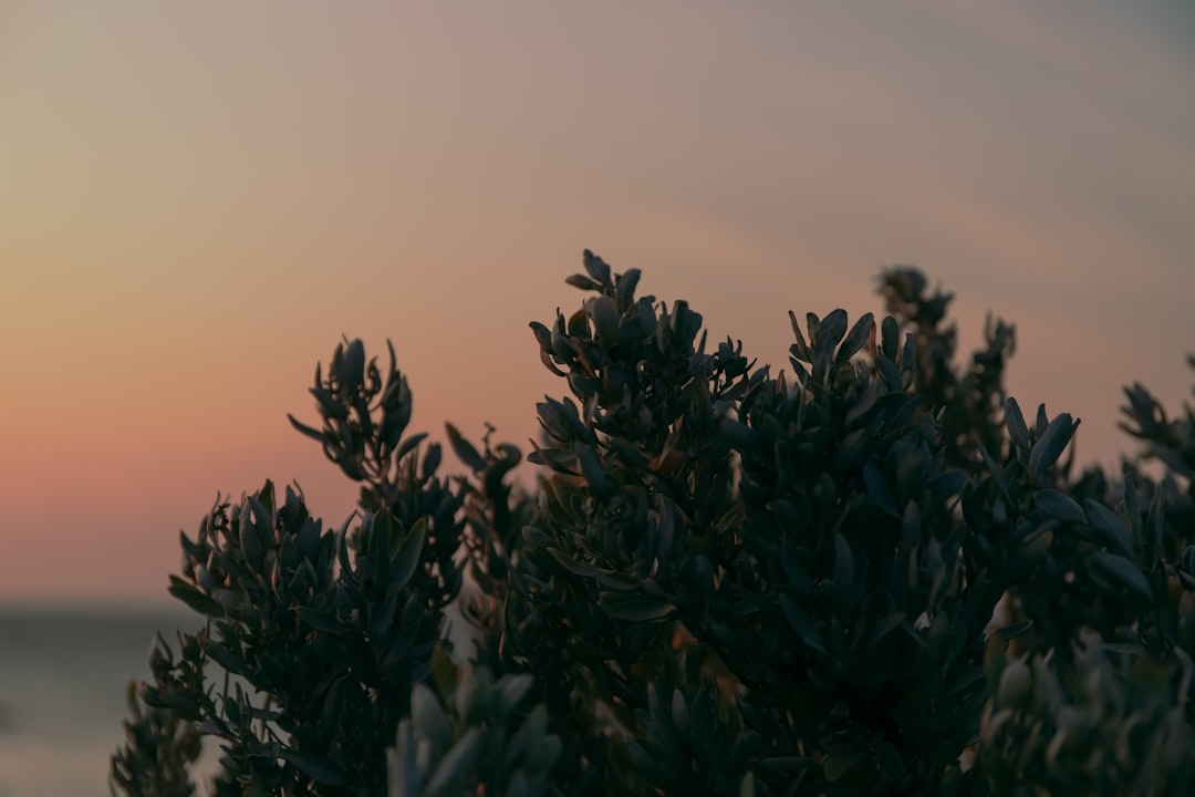 green plant under gray sky