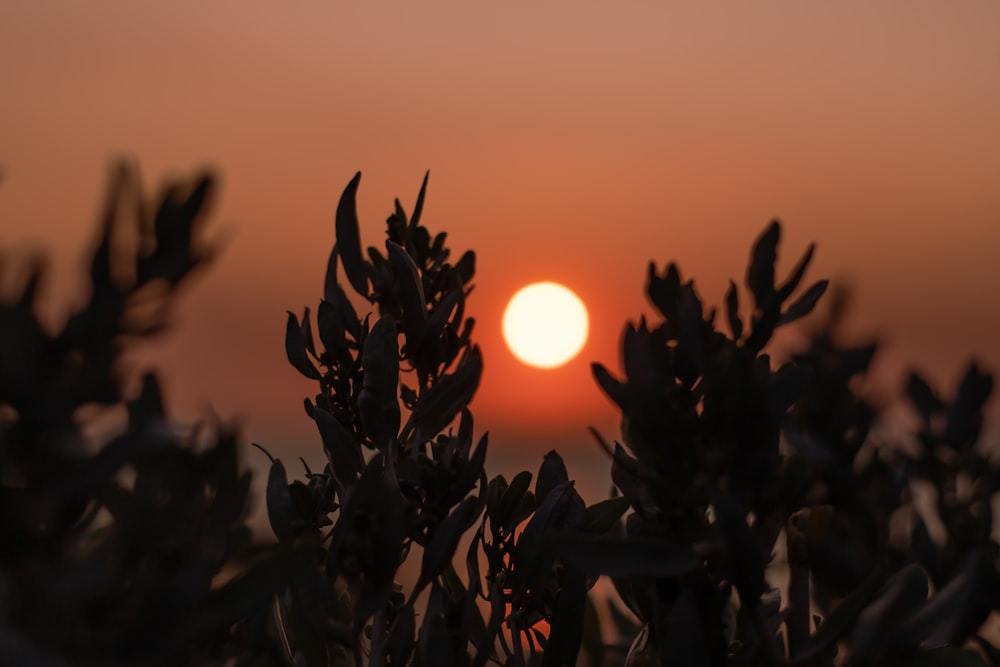 silhouette of plant during sunset