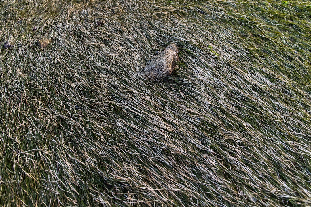 brown rock on green grass