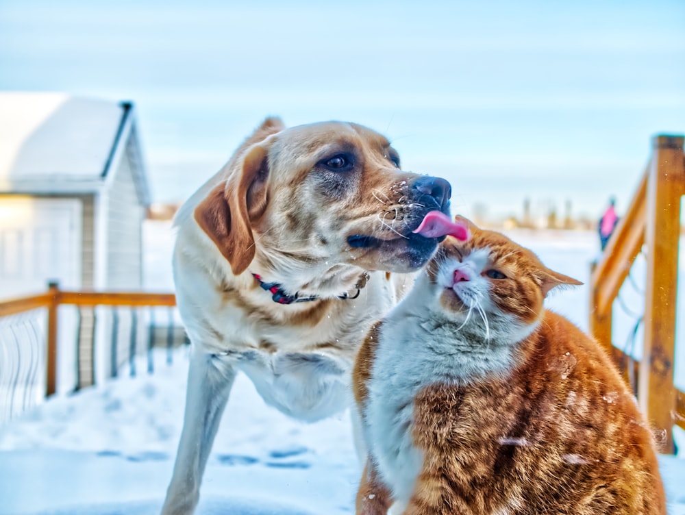 brown and white short coated dog running on snow covered ground during daytime