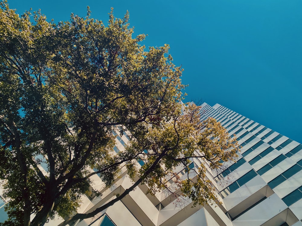 green tree beside white concrete building