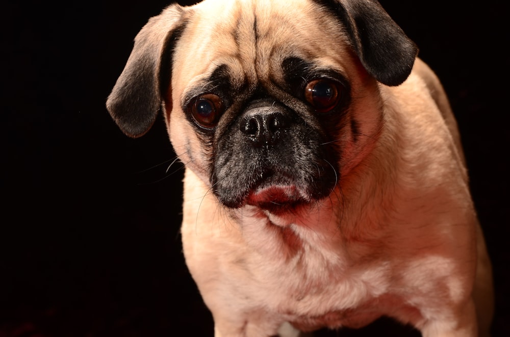 fawn pug with black background