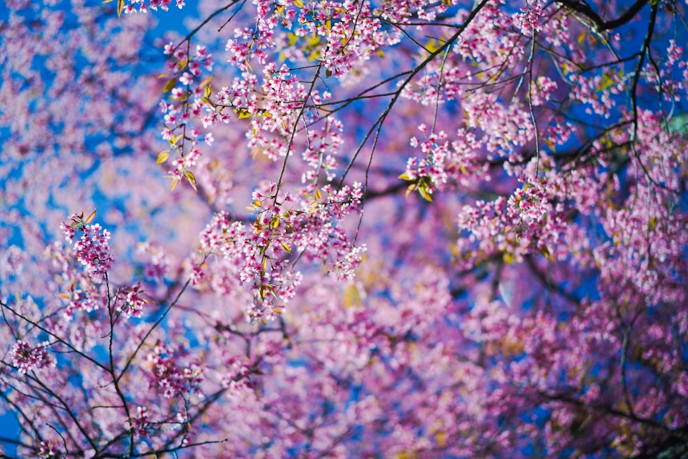 pink cherry blossom tree during daytime