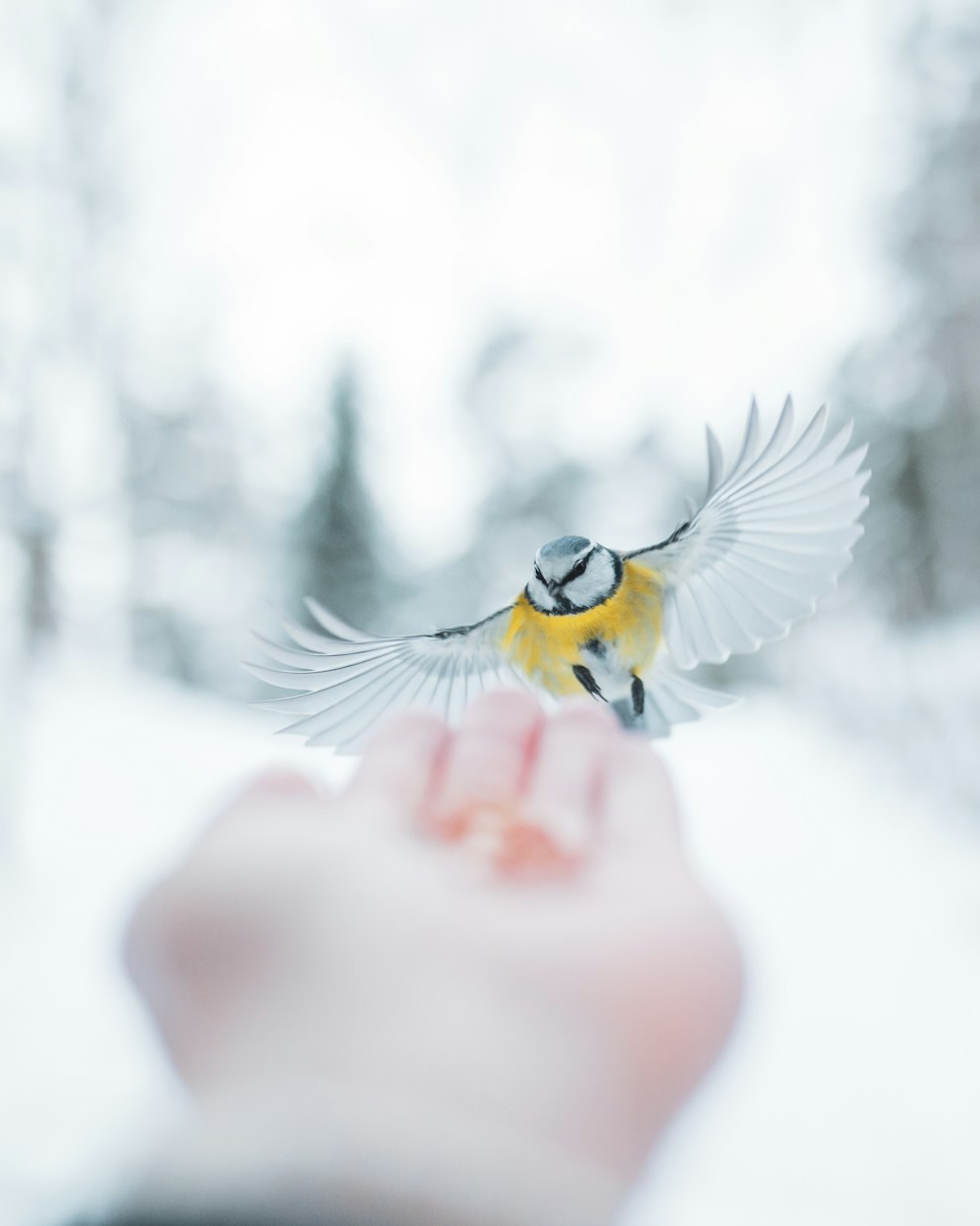 yellow and white bird on persons finger