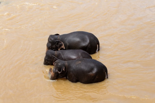 black elephant on body of water during daytime in Pinnawala Sri Lanka