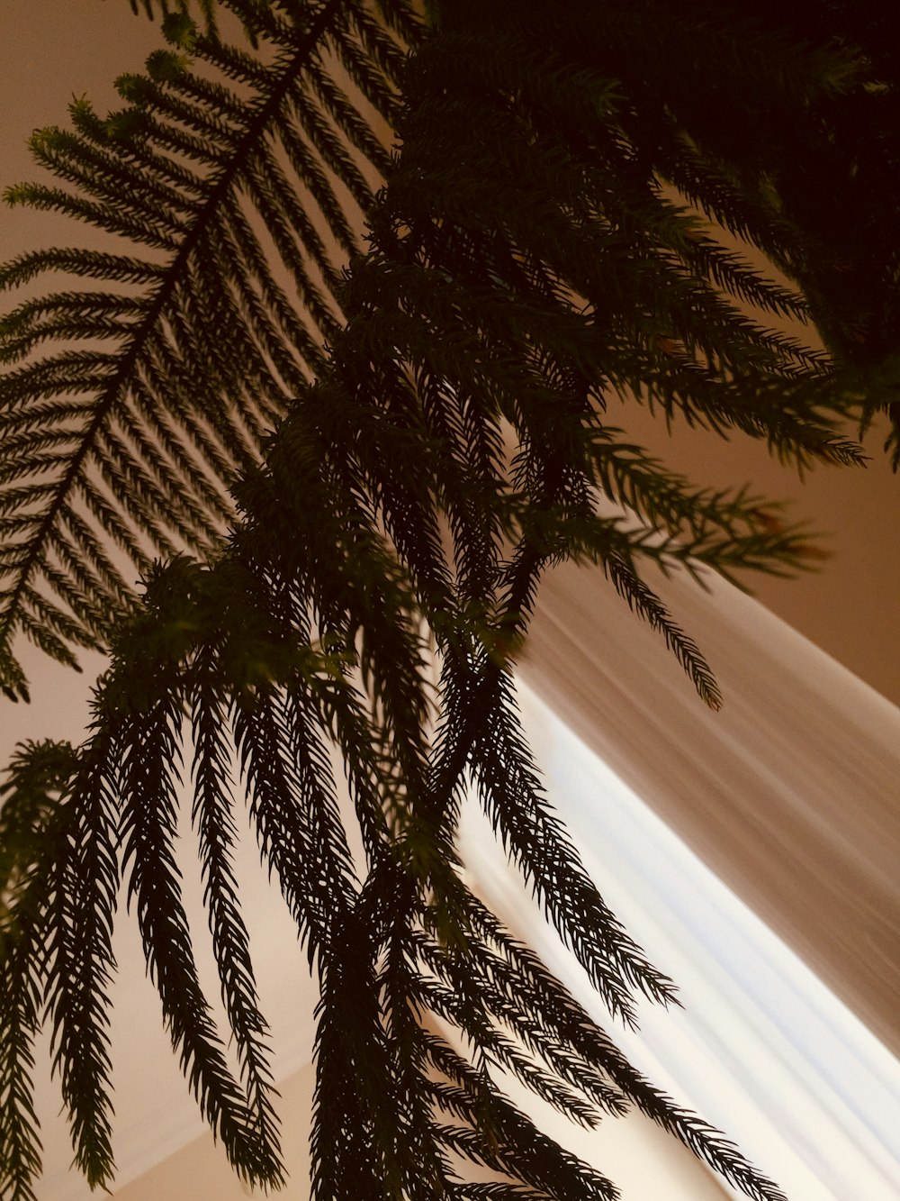 green palm tree near white curtain