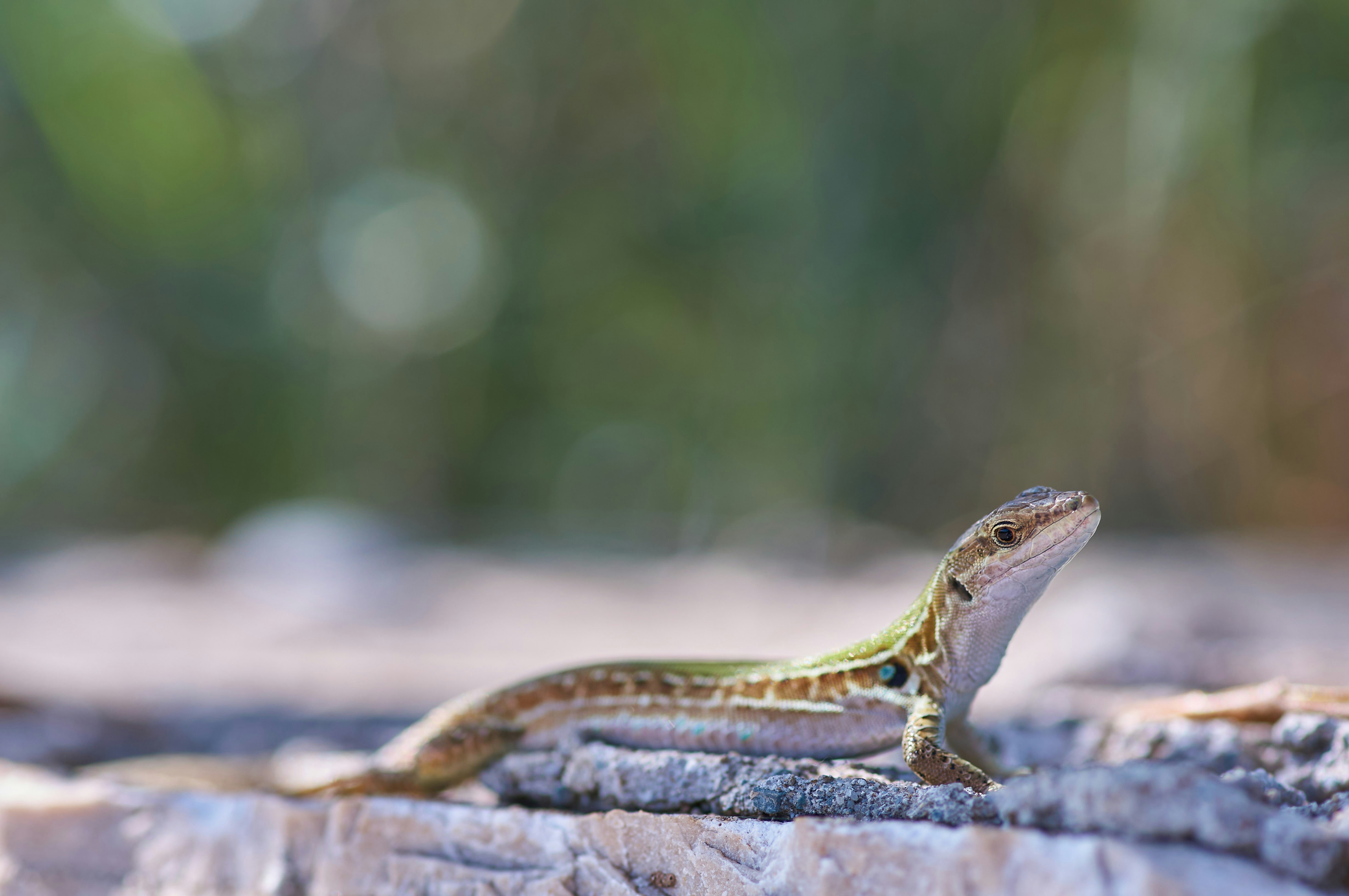 Photo by wolfgang_hasselmann