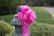 A large, pink ribbon with awareness symbols is tied around a stone or metal post, situated outdoors with greenery and a road in the background.