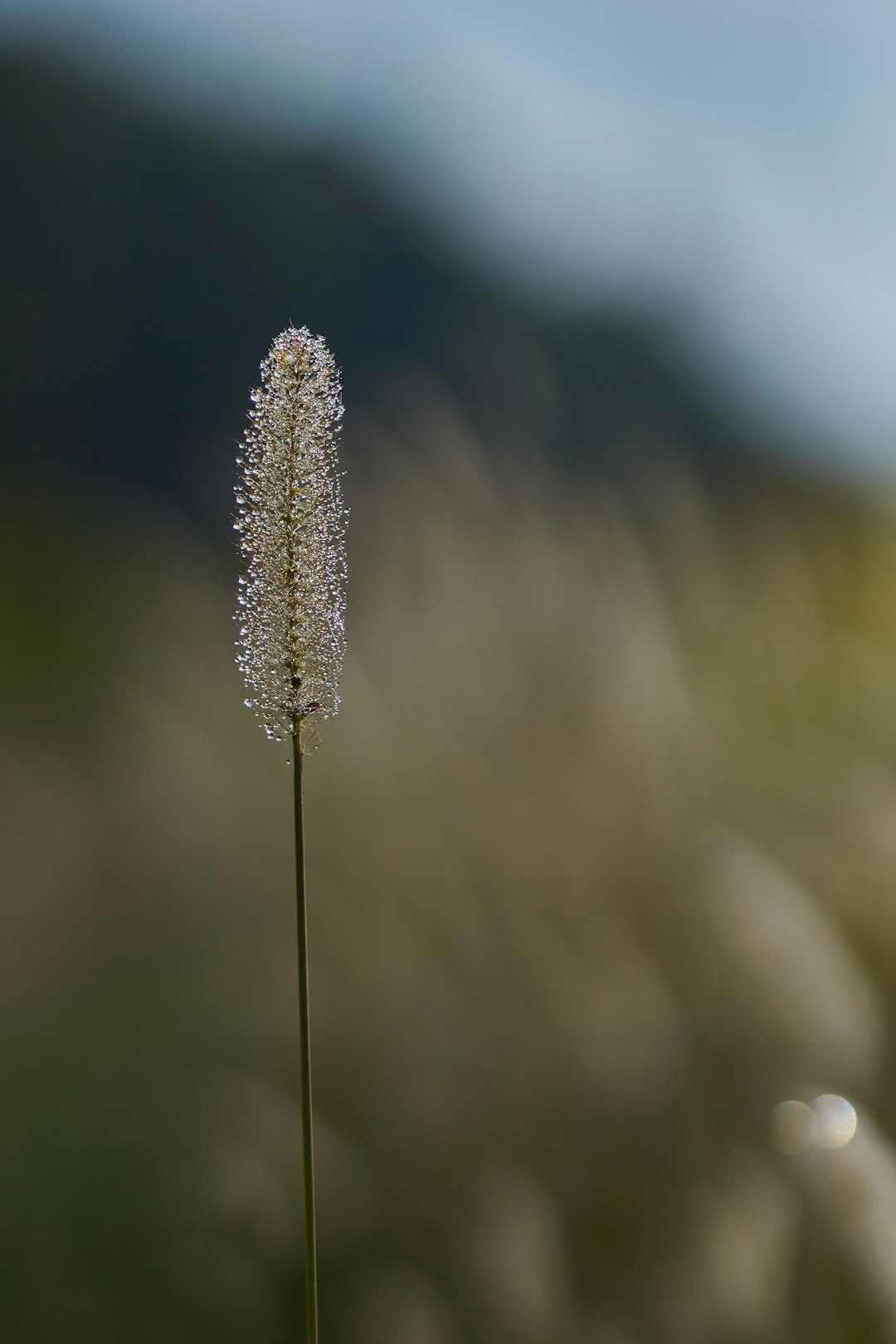 white flower in tilt shift lens